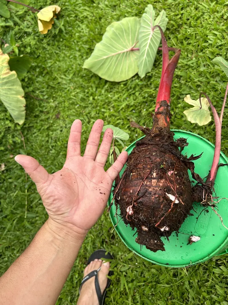 Hands holding a young plant grown through ʻāina-based learning.