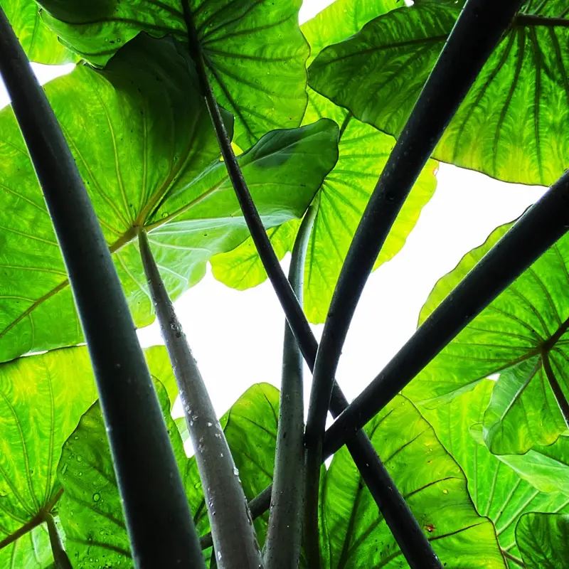 Sunlight through lush green leaves.